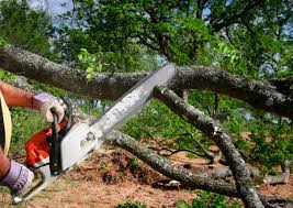 Best Tree Disease Treatment  in Central High, OK