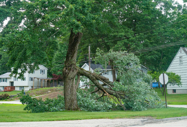 How Our Tree Care Process Works  in Central High, OK