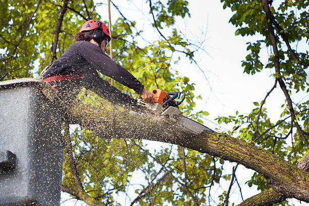 Best Commercial Tree Services  in Central High, OK