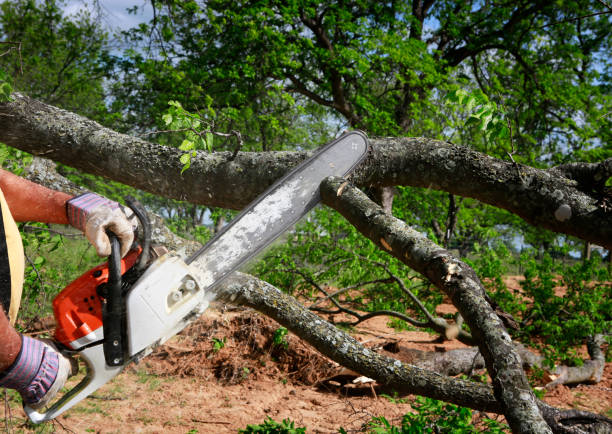 Best Utility Line Clearance  in Central High, OK